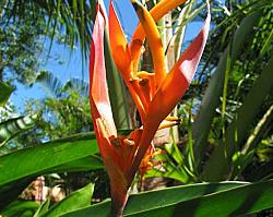 Tropical Flowers