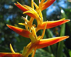 Tropical Garden Flowers