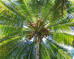 Coconut Trees