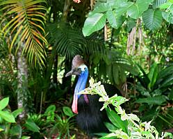 Cassowary