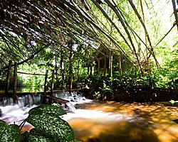 Wilfox Freshwater Creek