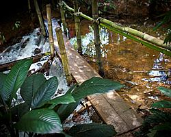 Rainforest Paths