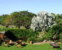 Sunloungers and Lillypond