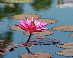 Lilly Flowers