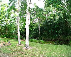 Back Garden