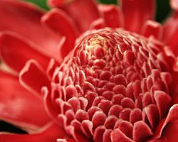 Ginger Flower