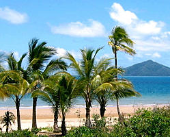 Palms