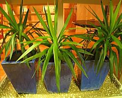 Indoor plants